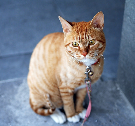 Hlídaní ostatních mazlíčků u Vás doma